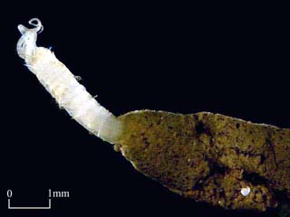 Ampharetidae