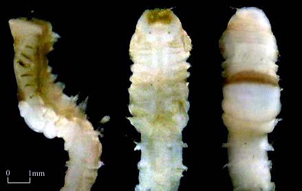 Go to Family Chaetopteridae
