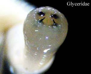 Errantia: Glyceridae