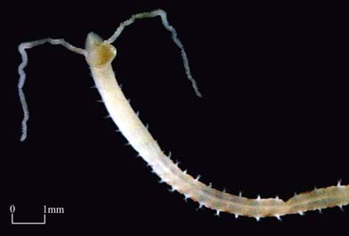 Magelona sp.