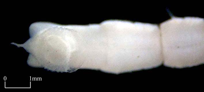 Maldanidae (Click to enlarge)