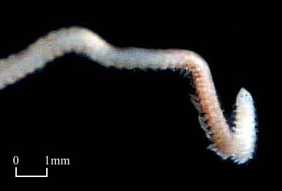Orbiniidae