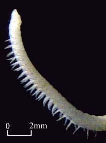 Paraonidae