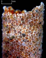 Sandy tube of Pectinariidae