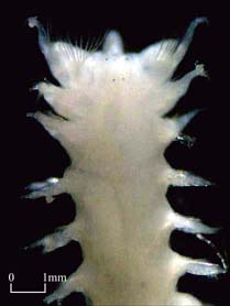 Go to Family Poecilochaetidae