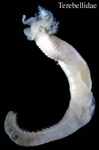 Sedentaria: Terebellidae