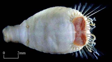 Go to Family Sternaspidae