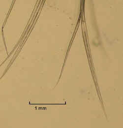 eunicidae(S)3.jpg (14557 bytes)