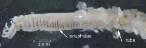 onuphidae7.jpg (118495 bytes)