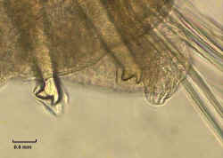 onuphidae(S)5.jpg (32187 bytes)