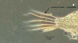 phyllodocidae(S)2.jpg (30873 bytes)
