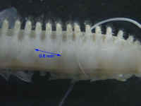 sigalionidae shell 4.JPG (28801 bytes)