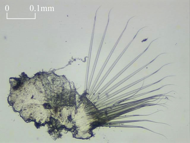 Setae of Ampharetidae (Click to enlarge)