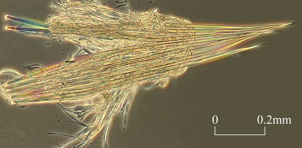 Setae of Ampharetidae (Click to enlarge)