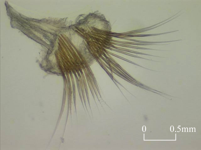 Setae of Cossuridae (Click to enlarge)