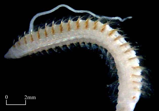 Cossuridae (Click to enlarge)