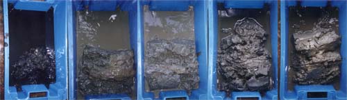 The sediments collected from the grab locations