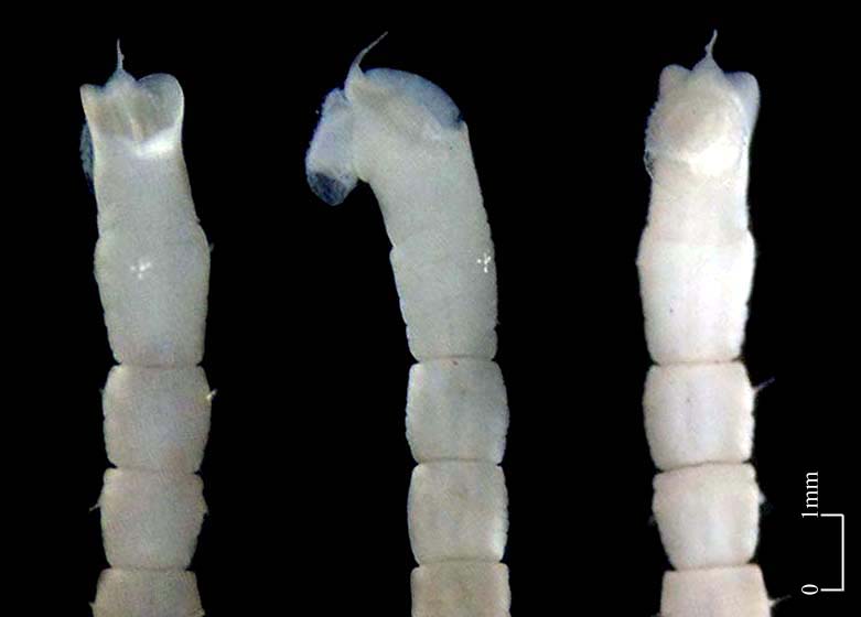 Maldanidae (Click to enlarge)