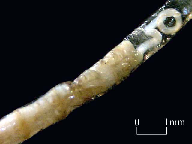 Maldanidae inside a tube (Click to enlarge)