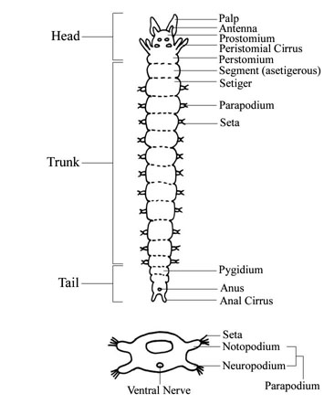 Morphology of a generalized polychaete (Click to enlarge)