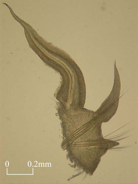 Setae of Orbiniidae (Click to enlarge)
