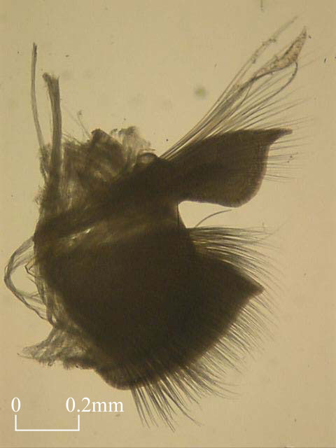 Setae of Orbiniidae (Click to enlarge)