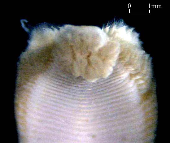 Orbiniidae (Click to enlarge)