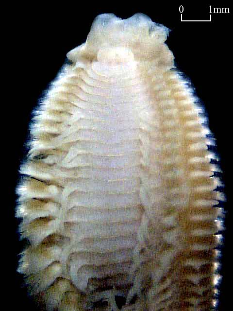 Orbiniidae (Click to enlarge)