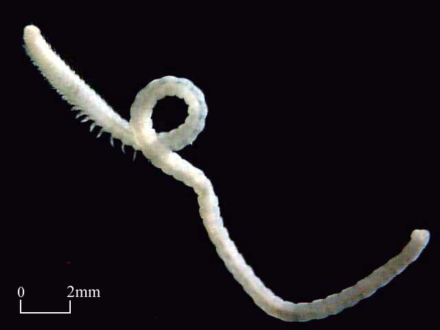 Paraonidae (Click to enlarge)