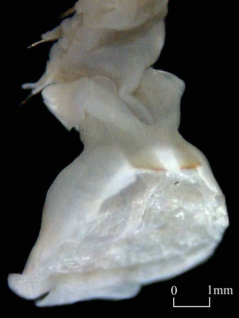 Pectinariidae (Click to enlarge)