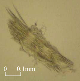 Setae of Serpulidae