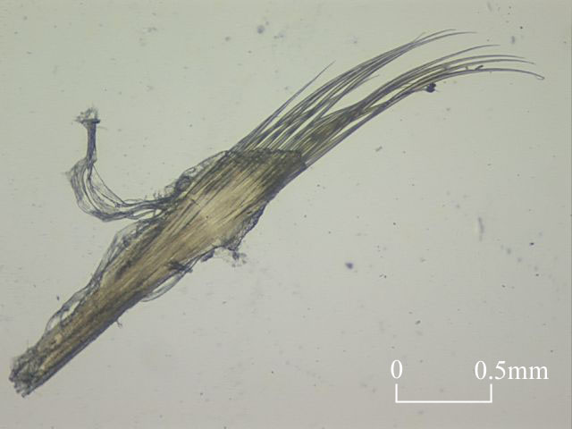 Setae of Terebellidae (Click to enlarge)