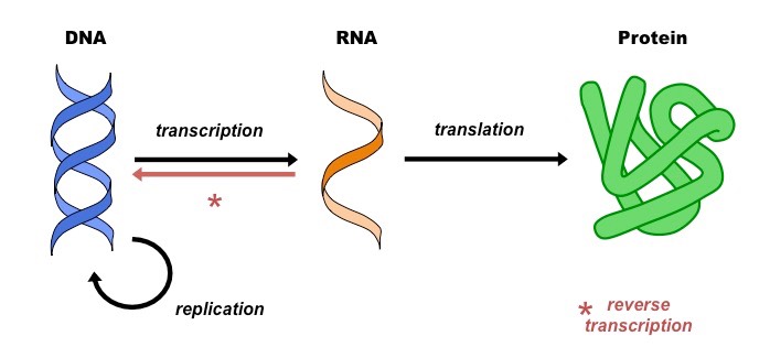 What Is A Central Dogma Molecular Biology