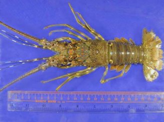 Panulirus stimpsoni (Chinese spiny lobster)